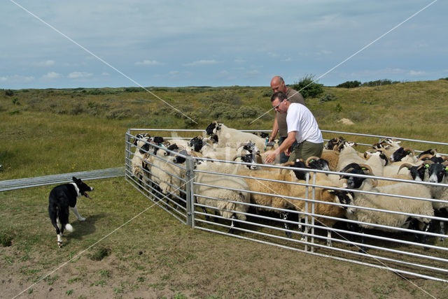 Schaap (Ovis domesticus)