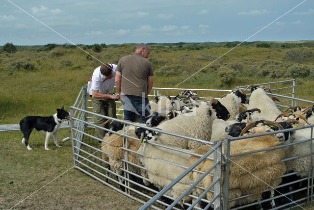 Schaap (Ovis domesticus)