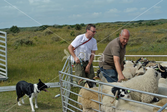 Schaap (Ovis domesticus)