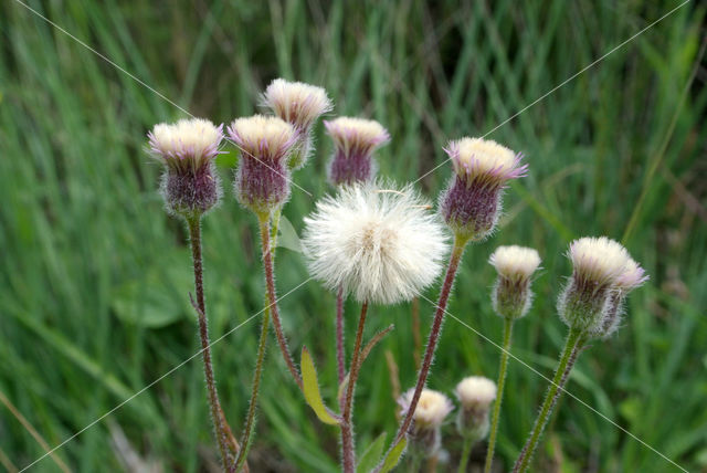 Scherpe fijnstraal (Erigeron acer)