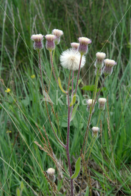 Scherpe fijnstraal (Erigeron acer)