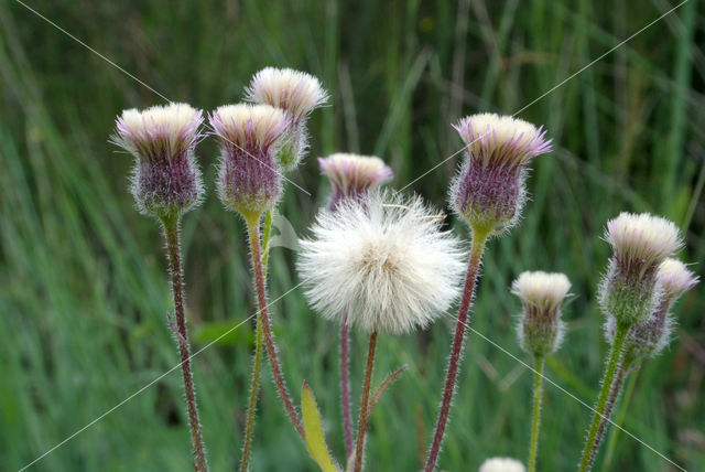 Blue Fleabane (Erigeron acer)