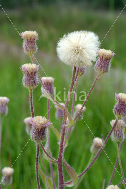 Blue Fleabane (Erigeron acer)