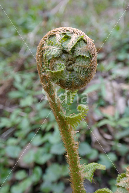 Smalle stekelvaren (Dryopteris carthusiana)