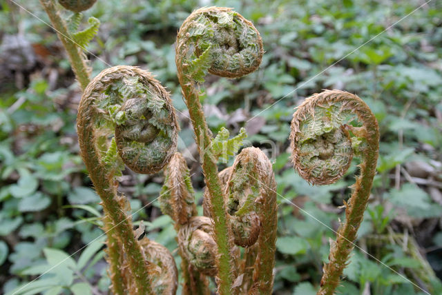 Smalle stekelvaren (Dryopteris carthusiana)