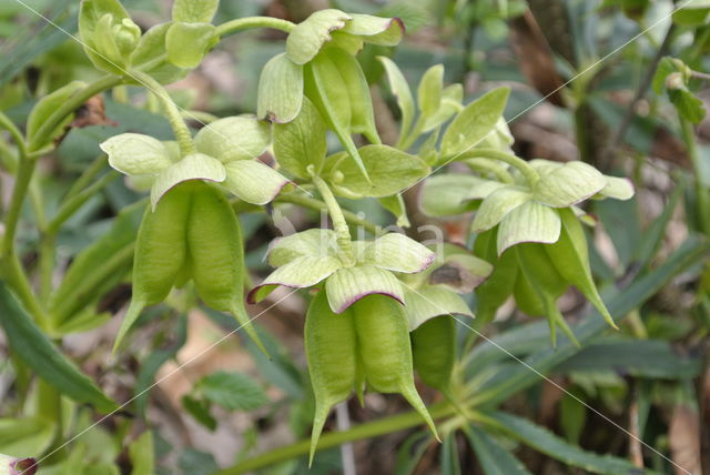 Stinking Hellebore (Helleborus foetidus)