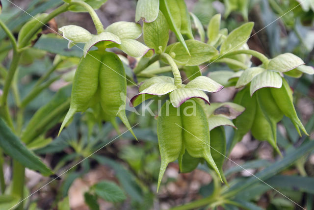 Stinking Hellebore (Helleborus foetidus)