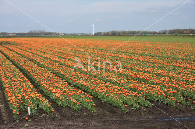 Tulip (Tulipa)