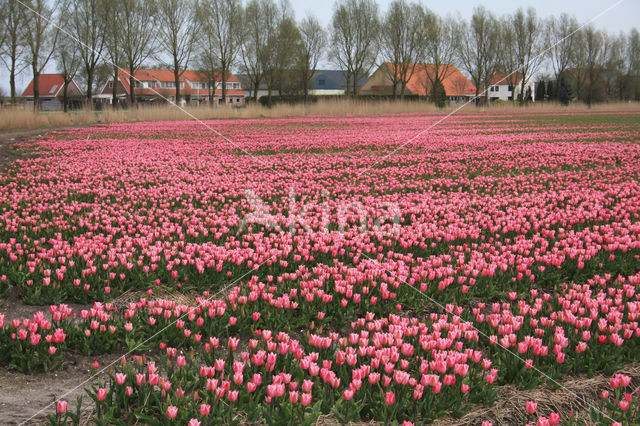 Tulip (Tulipa)