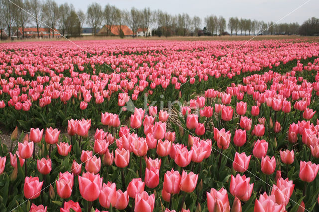 Tulip (Tulipa)