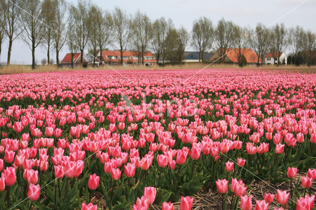 Tulip (Tulipa)