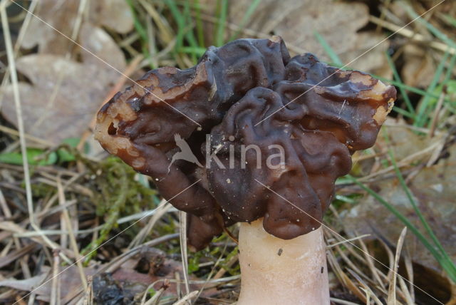 Voorjaarskluifzwam (Gyromitra esculenta)