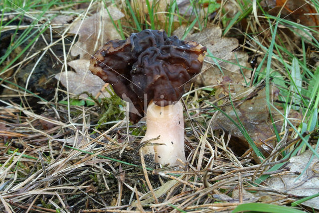 Voorjaarskluifzwam (Gyromitra esculenta)