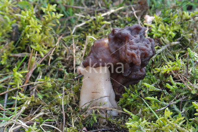 Voorjaarskluifzwam (Gyromitra esculenta)