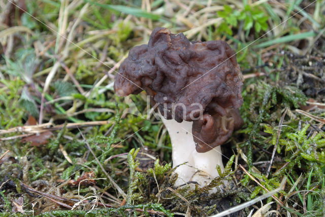 Voorjaarskluifzwam (Gyromitra esculenta)