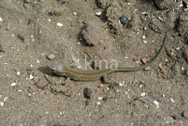 Zandhagedis (Lacerta agilis)