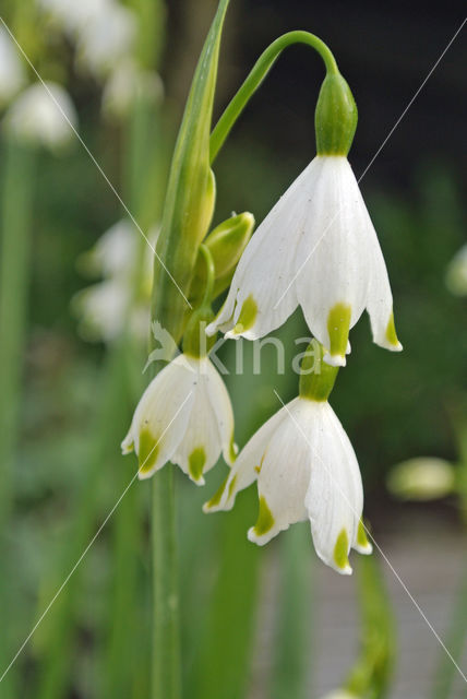 Zomerklokje (Leucojum aestivum)