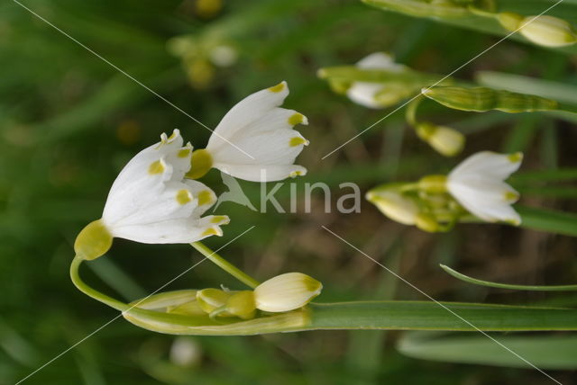 Zomerklokje (Leucojum aestivum)