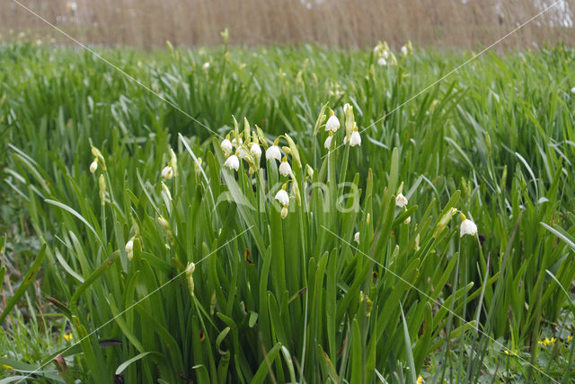 Zomerklokje (Leucojum aestivum)