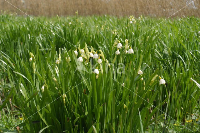 Zomerklokje (Leucojum aestivum)