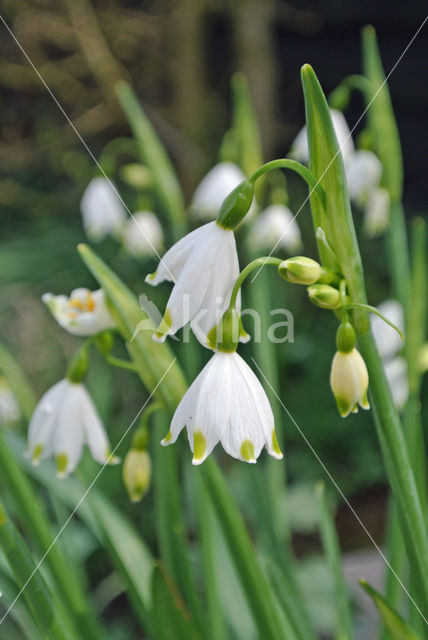 Zomerklokje (Leucojum aestivum)