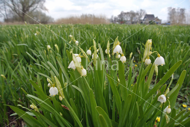 Zomerklokje (Leucojum aestivum)