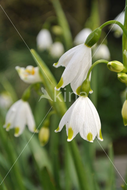 Zomerklokje (Leucojum aestivum)