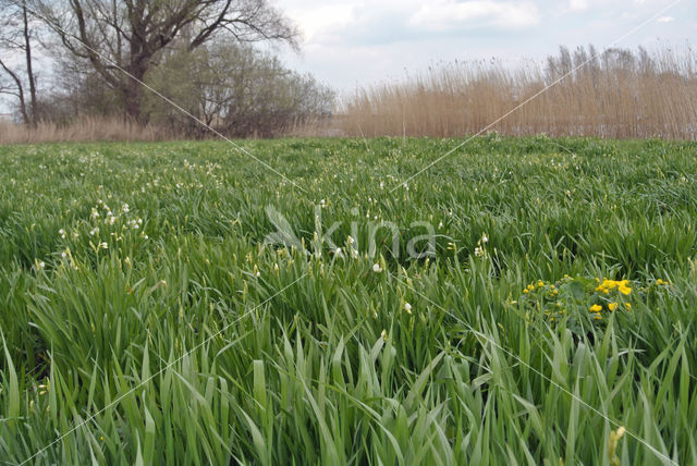 Summer Snowflake (Leucojum aestivum)