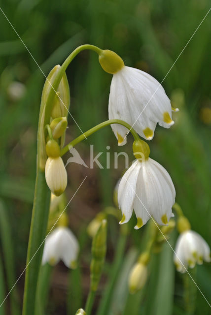 Summer Snowflake (Leucojum aestivum)