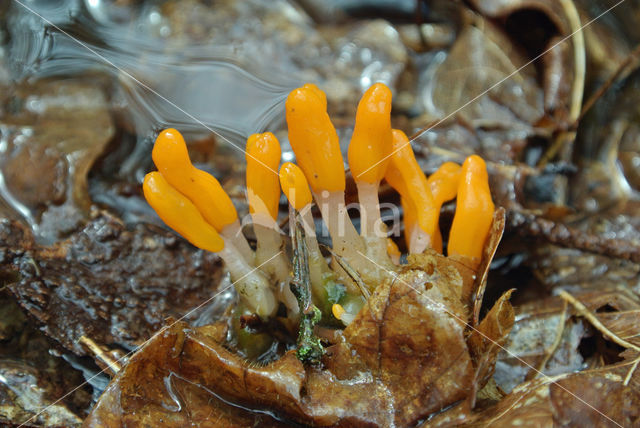 bog beacon (Mitrula paludosa)