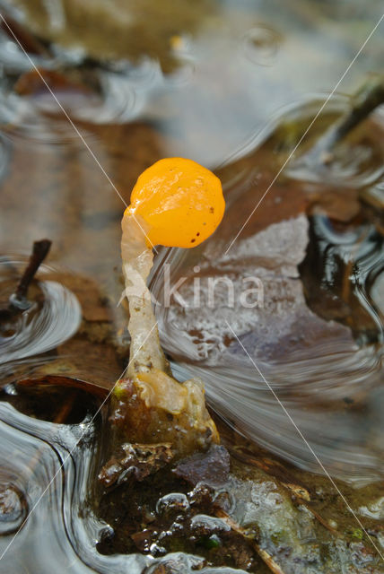 Beekmijtertje (Mitrula paludosa)