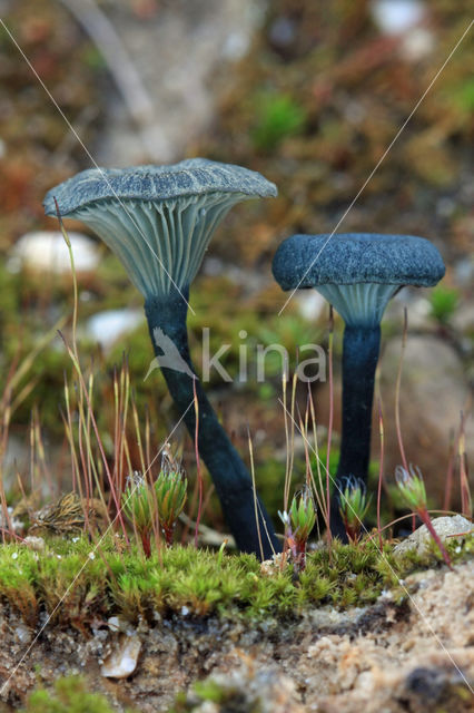 Blauwgroen trechtertje (Omphalina chlorocyanea)