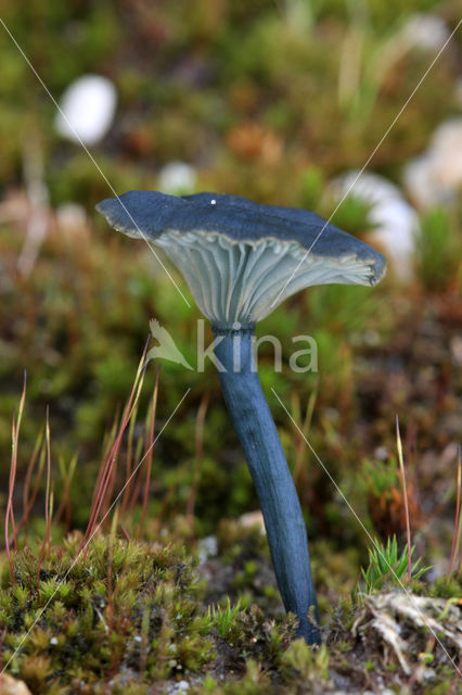 Blauwgroen trechtertje (Omphalina chlorocyanea)