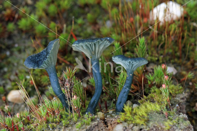 Blauwgroen trechtertje (Omphalina chlorocyanea)