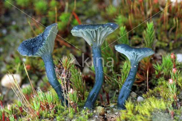 Blauwgroen trechtertje (Omphalina chlorocyanea)