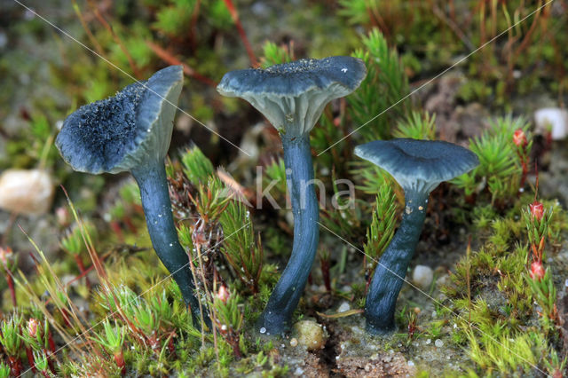 Blauwgroen trechtertje (Omphalina chlorocyanea)