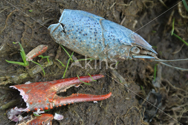 Red swamp crayfish (Procambarus clarkii)