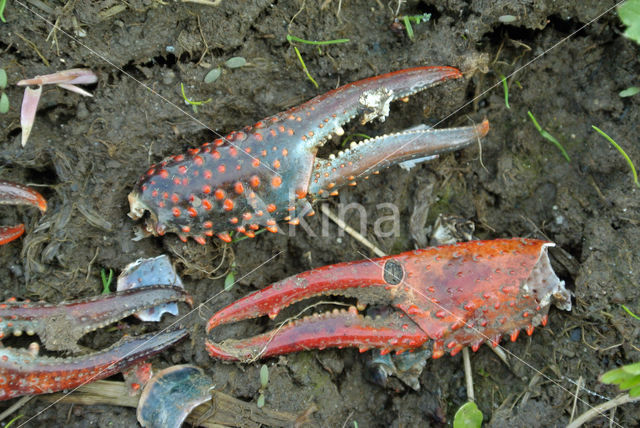 Red swamp crayfish (Procambarus clarkii)