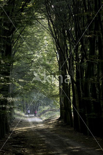 Beech (Fagus sylvatica)