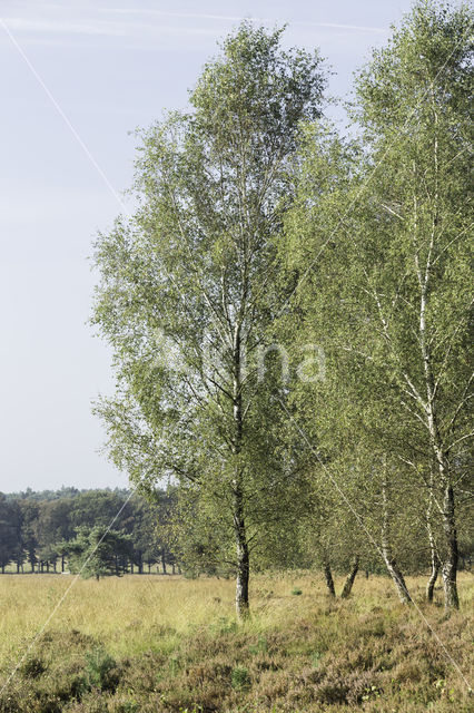 Birch (Betula)