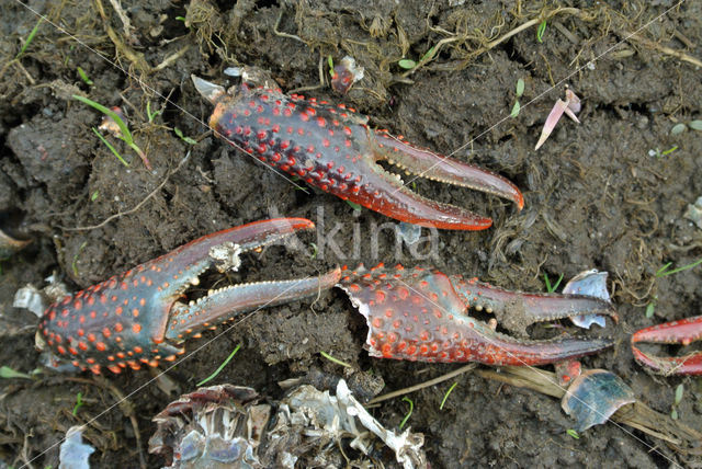 Red swamp crayfish (Procambarus clarkii)