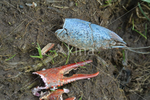 Red swamp crayfish (Procambarus clarkii)