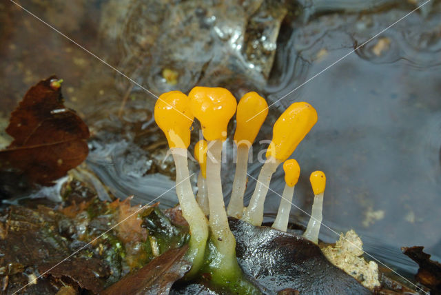 Beekmijtertje (Mitrula paludosa)