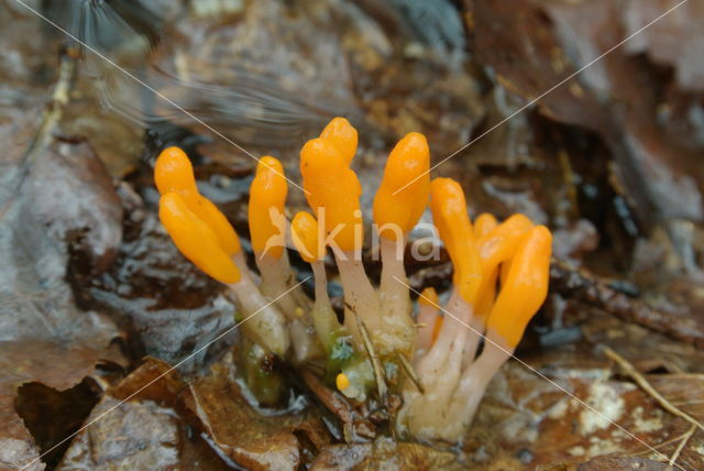 bog beacon (Mitrula paludosa)