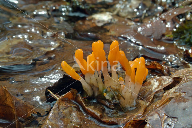 bog beacon (Mitrula paludosa)