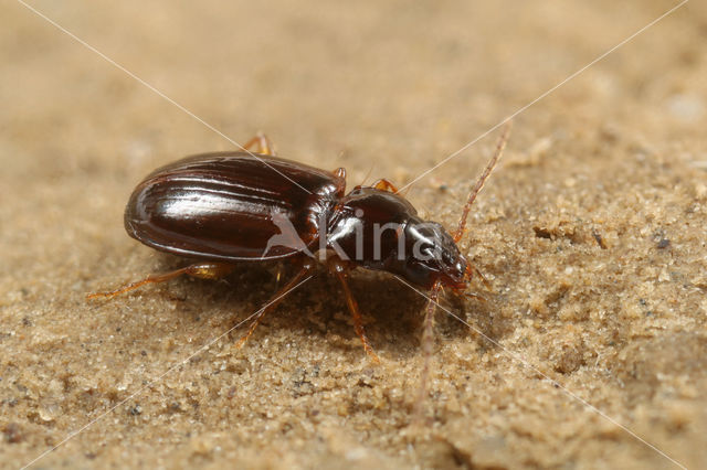 Gewoon Boogje (Trechus obtusus)