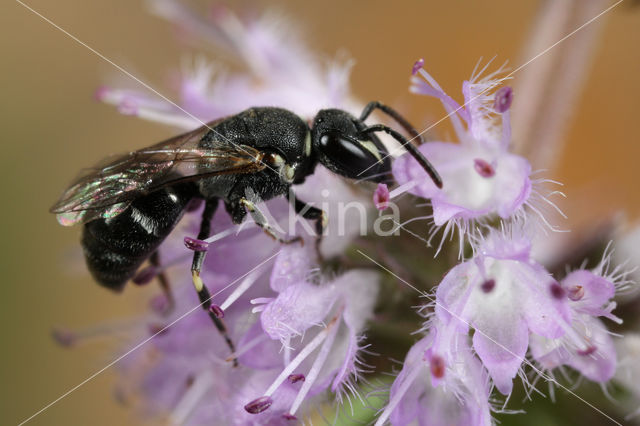 Tuinmaskerbij (Hylaeus hyalinatus)