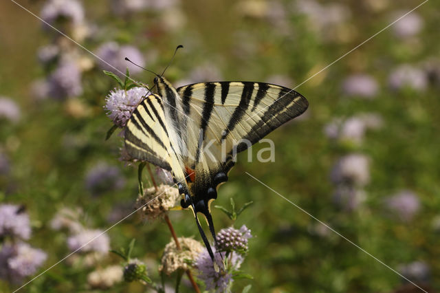 Scarce Swallowtail (Iphiclides podalirius)