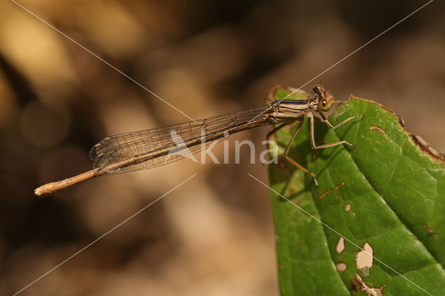 Witte breedscheenjuffer (Platycnemis latipes)