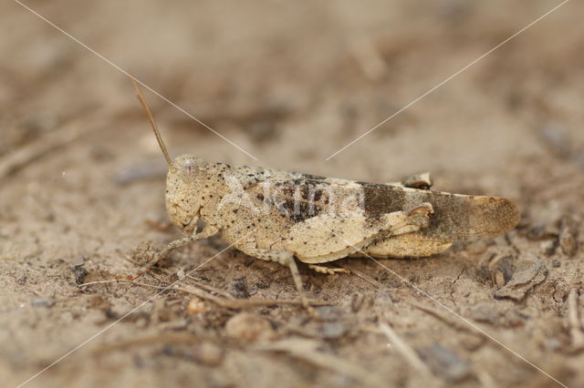 Red-winged Grasshopper (Oedipoda germanica)